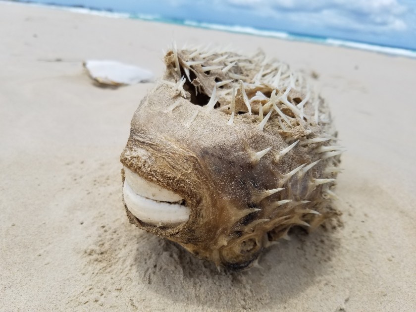 20171114_121952 dessicated pufferfish